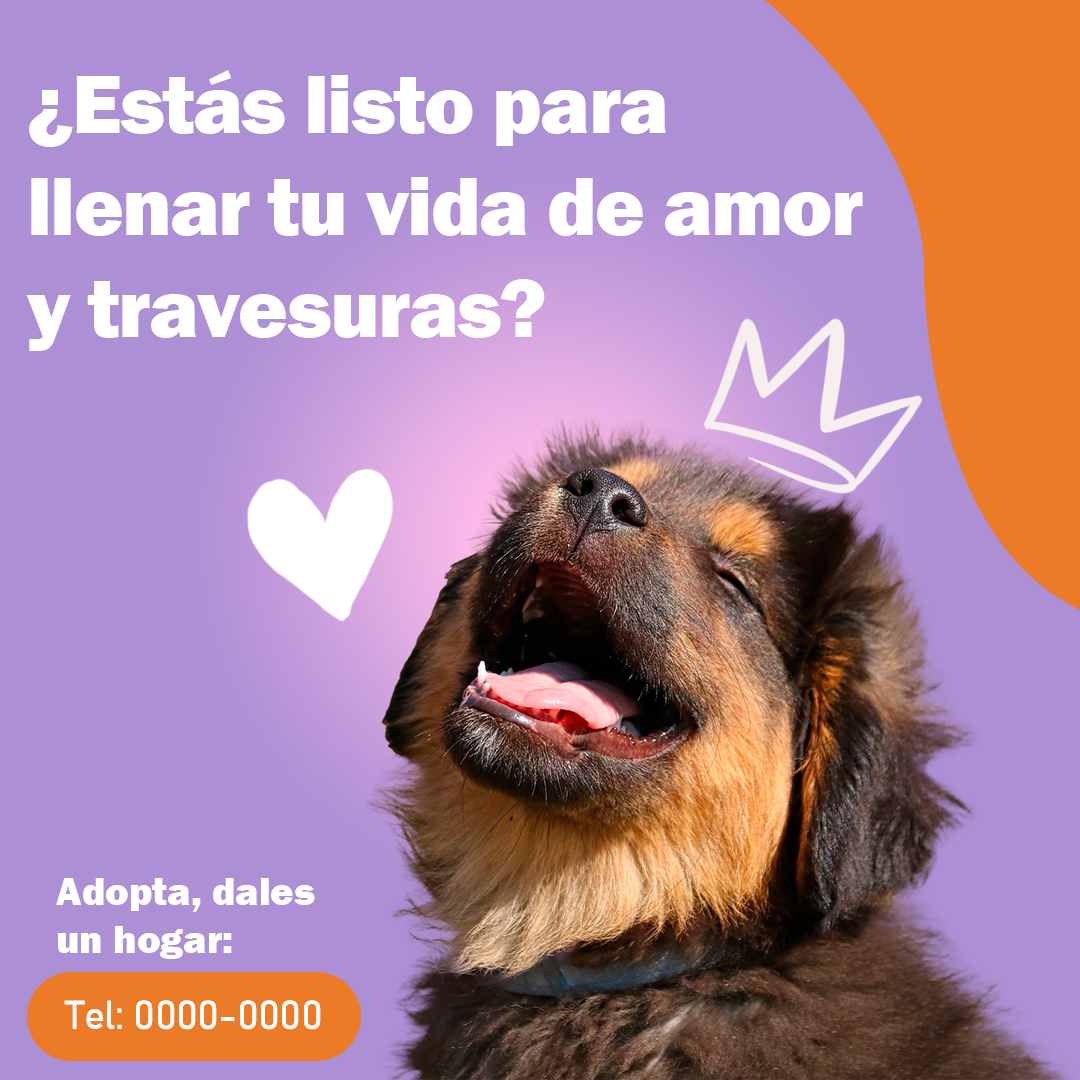 Perrito